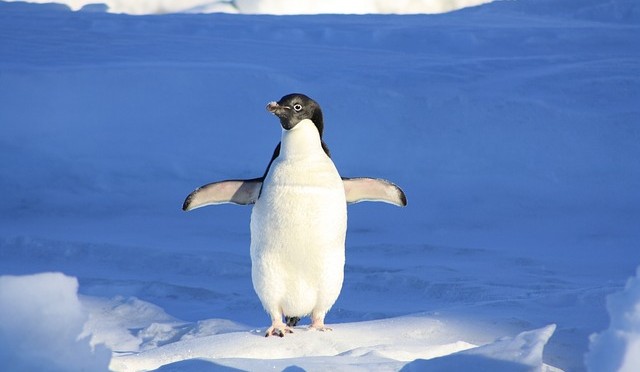 Ne dites jamais ce pingouin est d’une banalité!